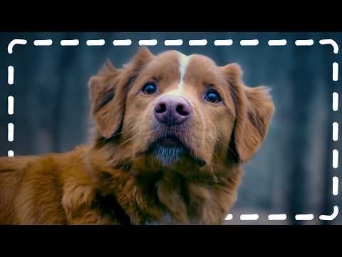 YouTube thumbnail for The Art of Dog Acting in Movies (ft. "Good Boy" director Ben Leonberg)