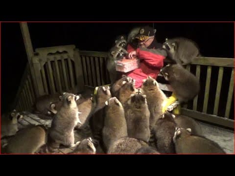 YouTube thumbnail for My favorite raccoon video of all time - The Raccoon Whisperer doles out the goodness.