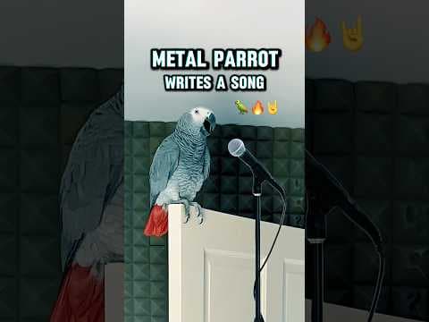 YouTube thumbnail for Metal Parrot writes a song