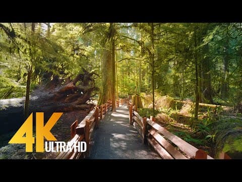 YouTube thumbnail for 4K Virtual Hike through Canadian Forest (with Nature Sounds) - Incredible Nature of British Columbia