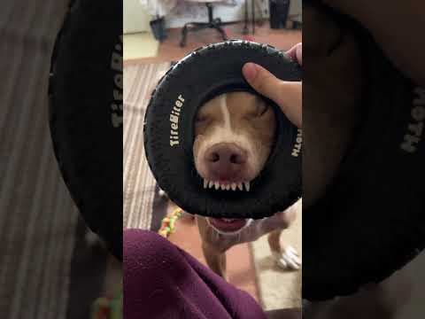YouTube thumbnail for Mister Dogue Update