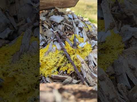 YouTube thumbnail for Slime mold cytoplasmic streaming