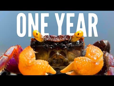 YouTube thumbnail for One Year Ago I Built an Ecosystem, This Happened