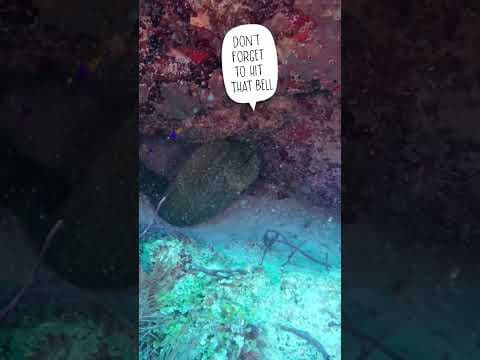 YouTube thumbnail for Huge Green Moray Eel