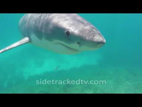 YouTube thumbnail for Filming a Great White Shark For First Time, No Cage, Armed With a Snorkel and GoPro