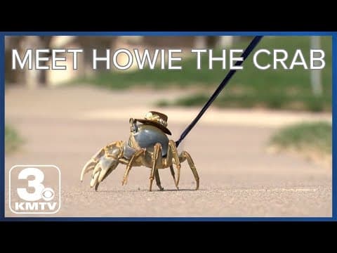 YouTube thumbnail for Omaha's Howie the Crab steals hearts worldwide, as mom aims to educate