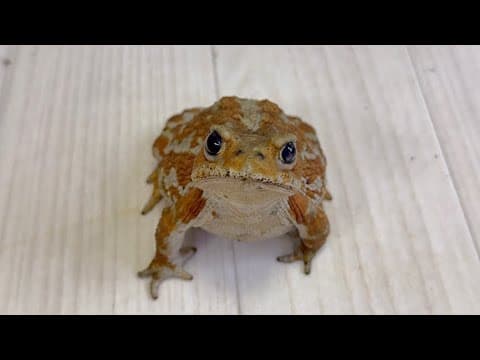 YouTube thumbnail for No matter how you look at it, it's not a frog.