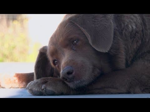 YouTube thumbnail for Bobi, the World’s Oldest Dog Is 30