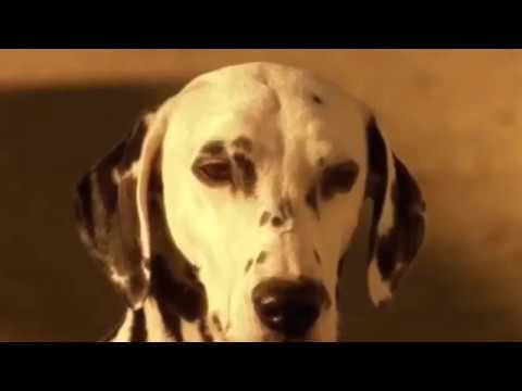 YouTube thumbnail for Sublime - I Love My Dog (Official Video)