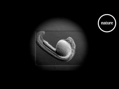 YouTube thumbnail for The very first beat: How a heart starts to pulse