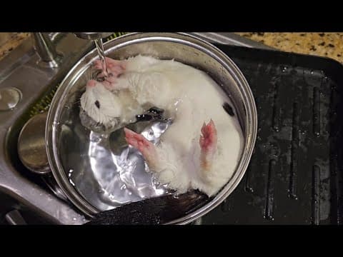 YouTube thumbnail for Thank goodness I had help from a mink to finish dishes 😅 | Save A Fox