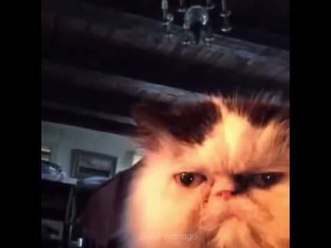 YouTube thumbnail for [Haiku] Diabeetus