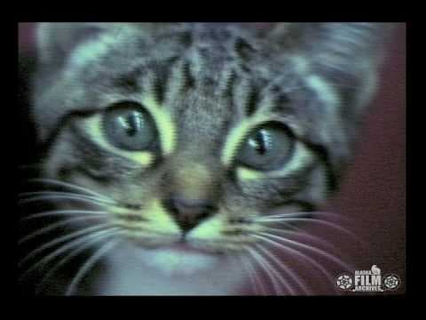 YouTube thumbnail for Kitten wreaks havoc at Fairbanks radio station, circa 1975