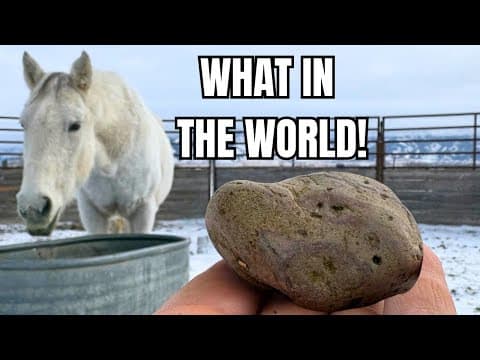 YouTube thumbnail for Rescued Auction HORSE is hiding something!  🪨 an Enterolith! | The Clever Cowgirl [30:43]