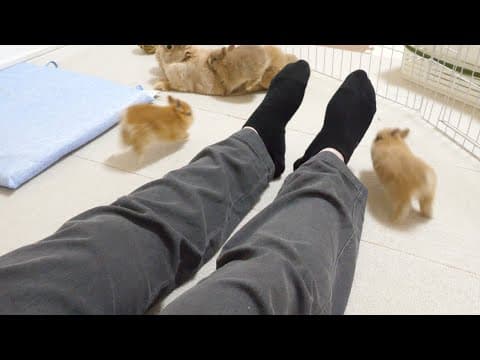 YouTube thumbnail for FIVE baby rabbits running at incredible hihg speed
