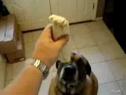 YouTube thumbnail for Dog eats Bean Burrito in 1 second