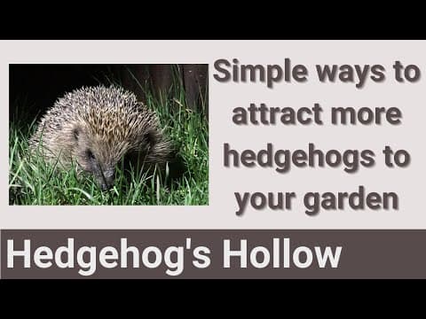 YouTube thumbnail for Help the Hedgehogs!
