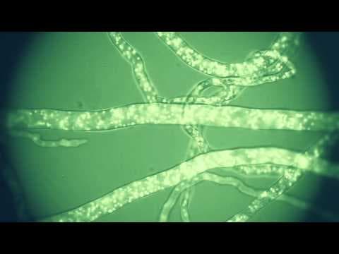 YouTube thumbnail for Fungal Freeways