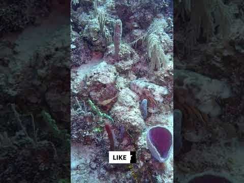 YouTube thumbnail for [Poetry] Slipper Lobster on the reef.