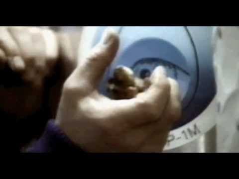 YouTube thumbnail for Quails in space, bouncing off walls like a DVD screensaver