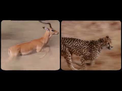 YouTube thumbnail for Thundercat & Tame Impala - 'No More Lies'