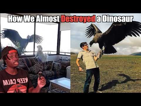YouTube thumbnail for (Es sobre cóndores) Why We Owe a Vulture on Steroids an Apology