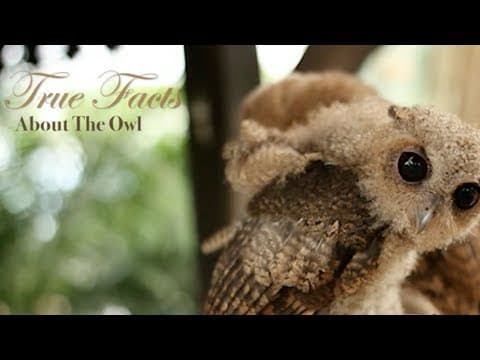 YouTube thumbnail for True Facts About The Owl