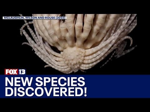 YouTube thumbnail for Scientists have discovered new species of starfish, called Antartic Strawberry Feather Star.
