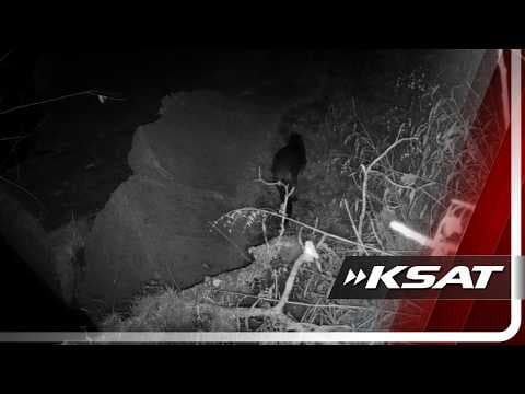 YouTube thumbnail for River otters are showing up in San Antonio River. What do their return mean for city’s waterways?