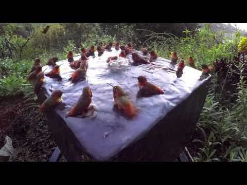 YouTube thumbnail for Hummingbird Pool Party Number Five!