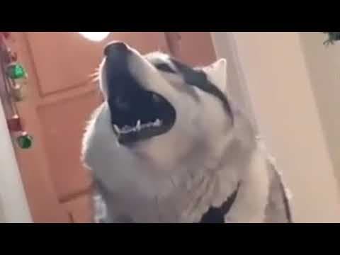 YouTube thumbnail for [Haiku] Singing Husky