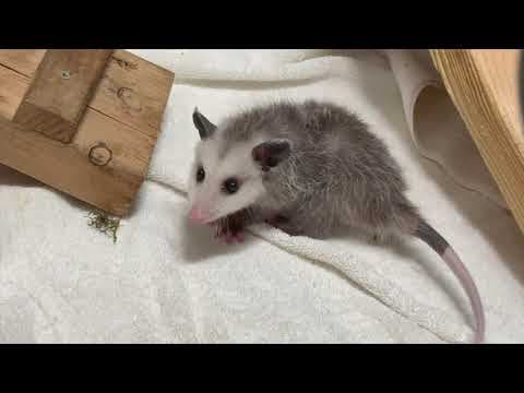 YouTube thumbnail for Tiny Orphaned Opossum Finds Home At Zoo