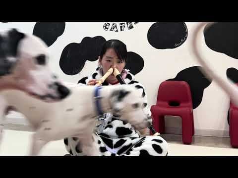 YouTube thumbnail for Japanese lady plays two recorders at the same time with her nose while surrounded by dalmatians.