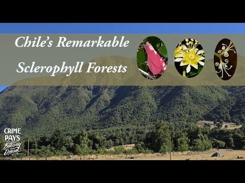 YouTube thumbnail for Chile's Remarkable Sclerophyll Forests