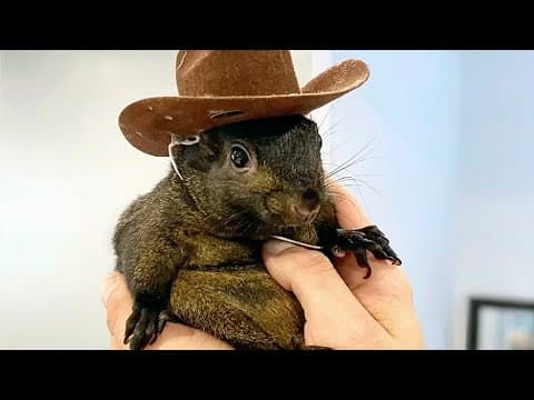 YouTube thumbnail for The man who took in orphaned Peanut the squirrel says it’s 'surreal' officials euthanized his pet