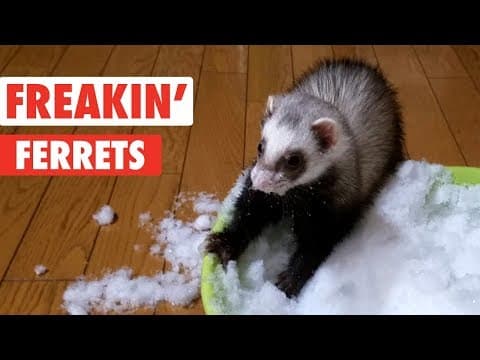 YouTube thumbnail for DOOK DOOK freaking ferrets war dance.