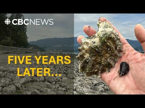 YouTube thumbnail for Remember the heat dome? It changed everything (CBC News)