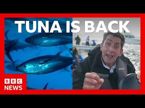 YouTube thumbnail for Tuna had almost vanished from UK seas - now it's back. How? | BBC News
