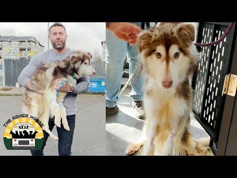 YouTube thumbnail for Rocky was given almost no chance of survival | The Asher House