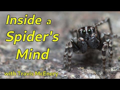 YouTube thumbnail for Spider Cognition