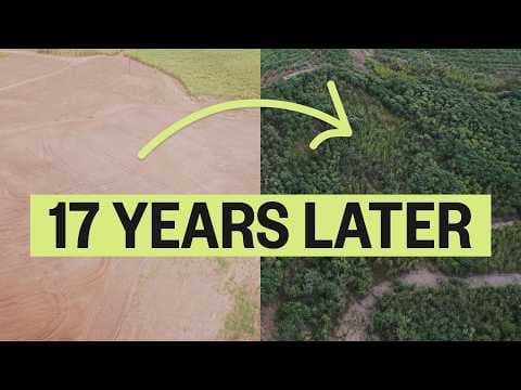 YouTube thumbnail for Ecosia has Planted 250 MILLION Trees
