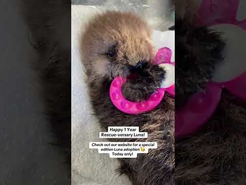 YouTube thumbnail for Luna’s 1 Year Rescue-versary!