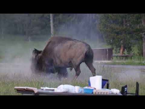 YouTube thumbnail for Bison Flips Grandpa In Yellowstone National Park