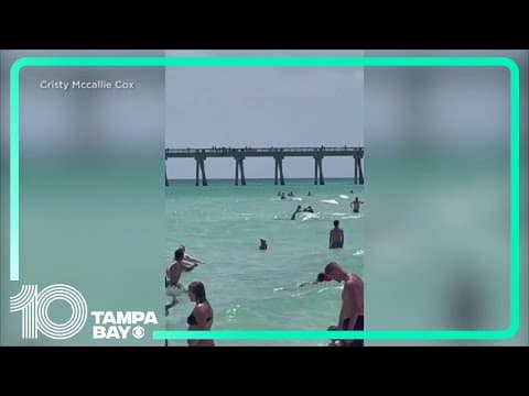 YouTube thumbnail for Shark spotted in Florida panhandle beach sends people rushing out of water