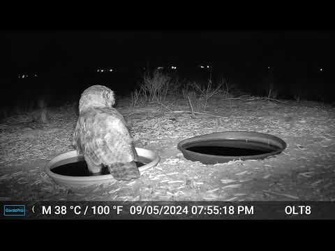 YouTube thumbnail for Video: When A Barn Owl And Great Horned Owl Meet