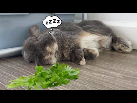 YouTube thumbnail for Sleeping domestic rabbits wake up to cilantro