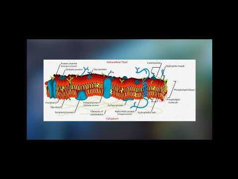 YouTube thumbnail for The Cell Membrane