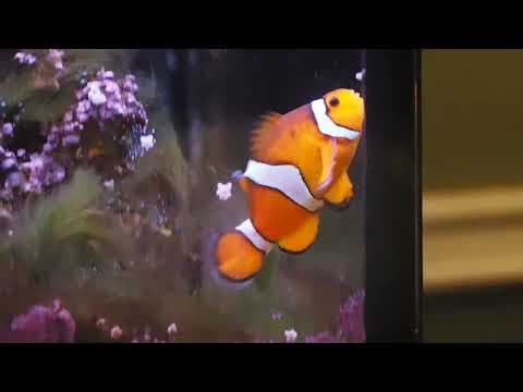 YouTube thumbnail for My clownfish turned 23 years old