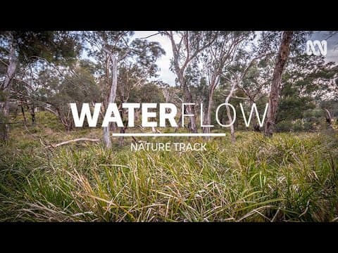 YouTube thumbnail for Calm creek flowing, frogs and birds — sleep music (3 hrs) | Nature Track