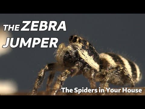 YouTube thumbnail for The Spiders in Your House - The Zebra Jumper